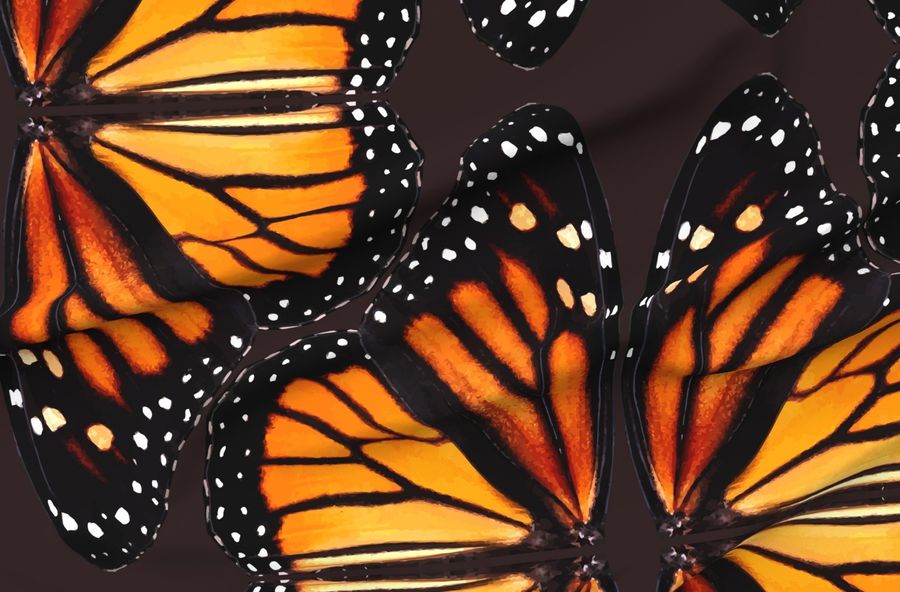 Orange Monarch Butterfly Wings