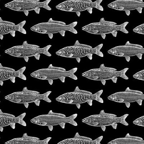 Vintage Fish with Black Background