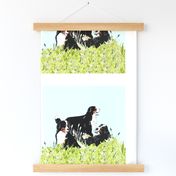 bernese Mountain dogs 2