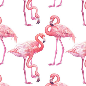 Flamingo birds