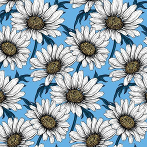 Daisies on blue