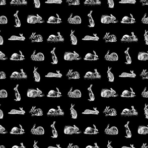 Vintage Rabbits with Black Background