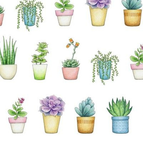 Succulents Houseplants Rows on white - medium scale