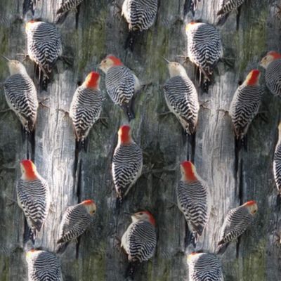 Redbelly Woodpecker
