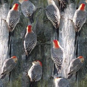 Redbelly Woodpecker