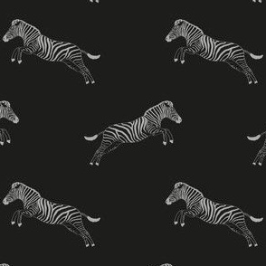 Jumping Zebra in black and grey