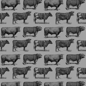 Classic Cow Illustrations in Black with Gray Background