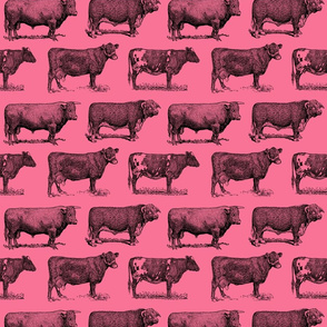 Classic Cow Illustrations in Black with Coral Pink Background