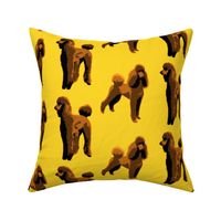 brown poodles yellow background