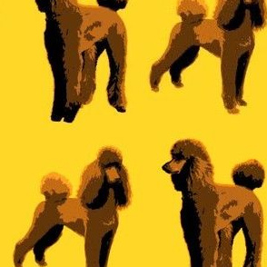 brown poodles yellow background-ed