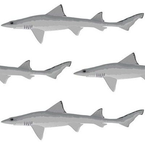 Grey Smooth-hound Shark