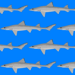 Grey Smooth-hound Shark on sea blue