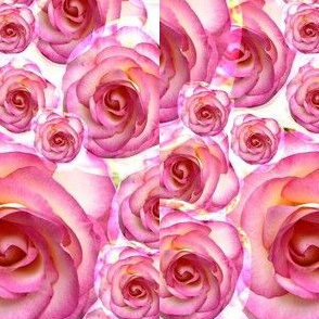 Rosy roses