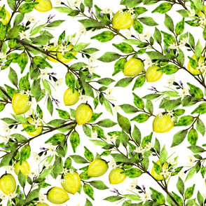 Lemon Orchard on White 