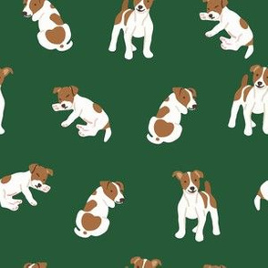 Jack russell terrier dog on green