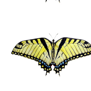 Swallowtail Butterfly Pillow Panels
