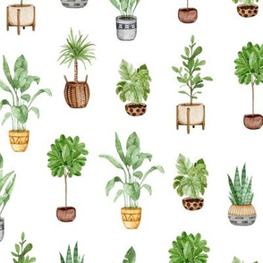 House plants collection