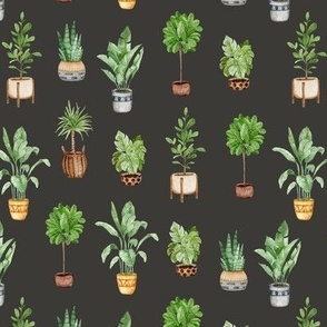 House plants