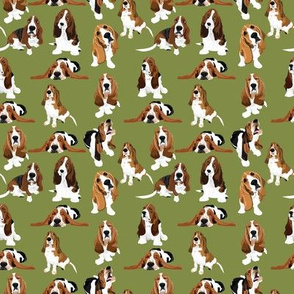 basset-olive