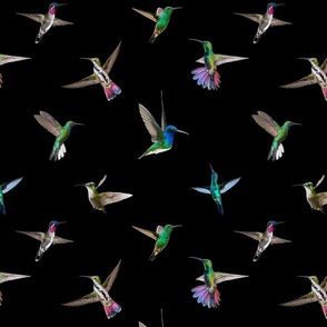 Hummingbirds of T and T - black