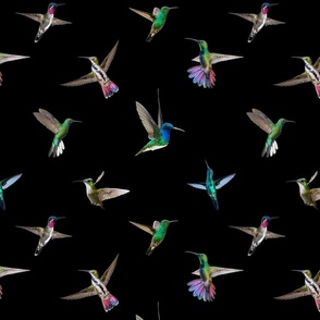 Hummingbirds of T and T  2021 - black