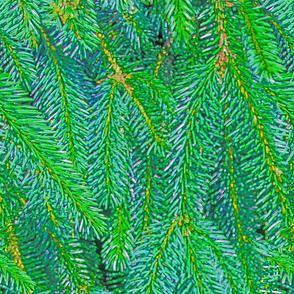 Green Blue Pine Needles