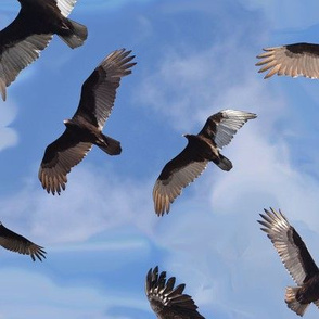 Turkey Vultures Soaring Overhead