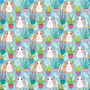 small guinea pigs and succulents on teal