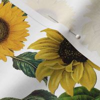 14" Sunflowers forever  - Sunflowers fabric ,sunflower fabric