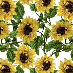 14" Sunflowers on White