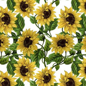 12" Sunflowers on White