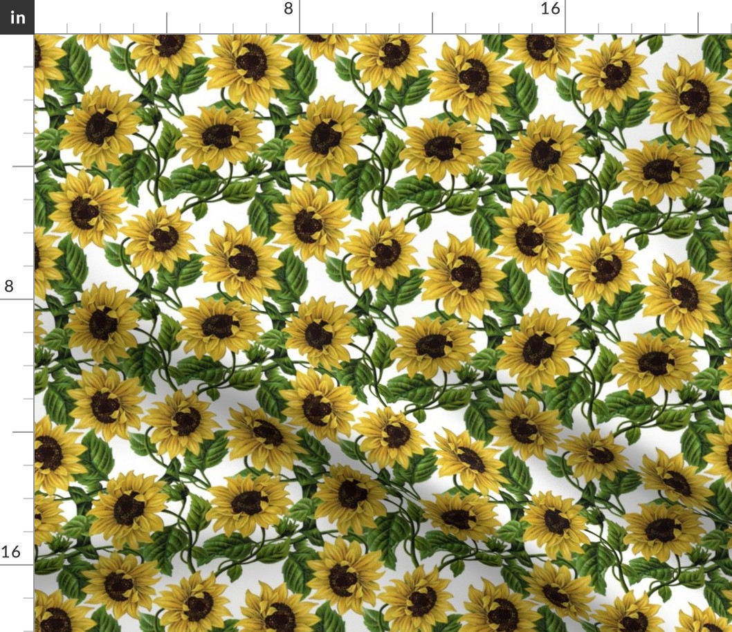 12" Sunflowers on White