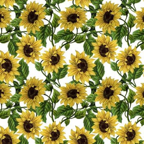 8" Sunflowers on White