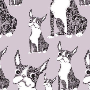 Boston Terriers Lavendar