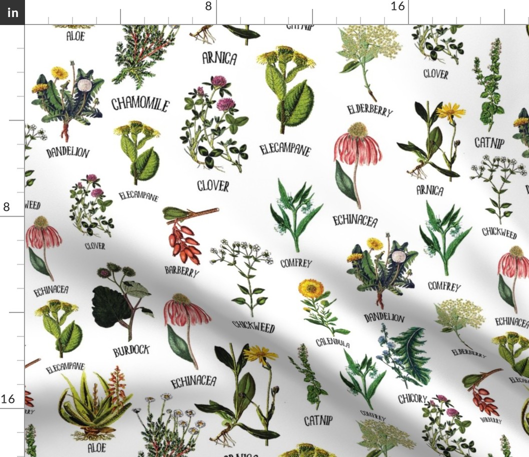 18" Plants and Herbs, wildflowers pharmacists plants, Alphabet flowers on white