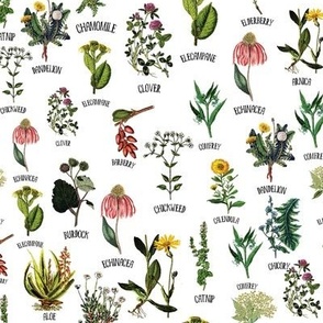 8" Plants and Herbs, wildflowers pharmacists plants, Alphabet flowers on white