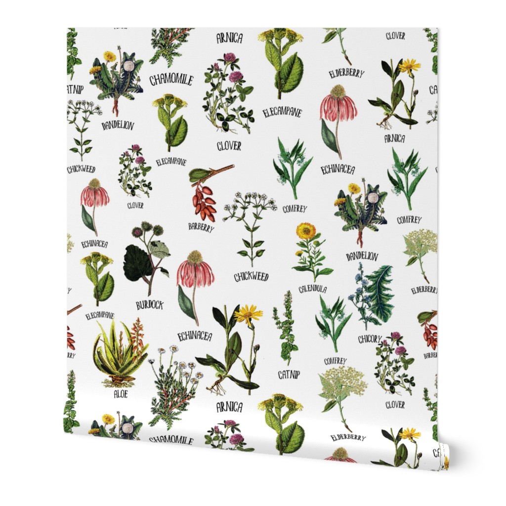 12" Plants and Herbs, wildflowers pharmacists plants, Alphabet flowers on white