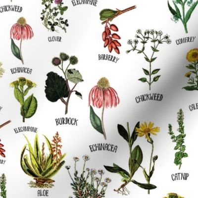 12" Plants and Herbs, wildflowers pharmacists plants, Alphabet flowers on white