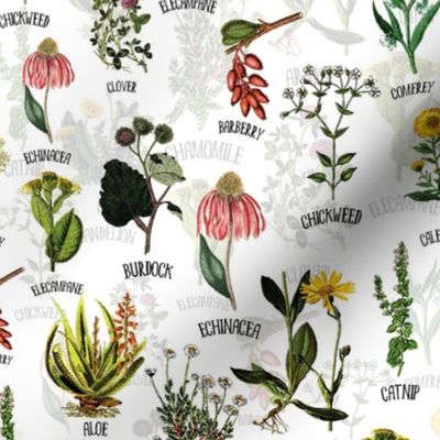 12" Plants Wildflowers and Herbs, pharmacists plants, Alphabet flowers wildflowers double layer on white