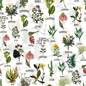 8" Plants and Herbs, pharmacists plants, Alphabet flowers wildflowers double layer on white