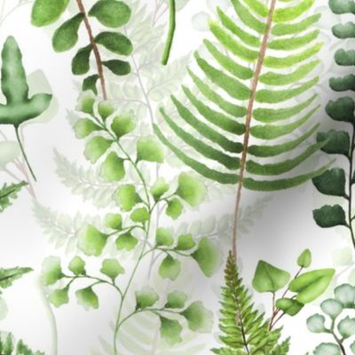 14" Woodland green forest botanical - fern leaves on white
