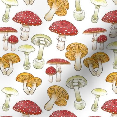 Watercolor Mushrooms