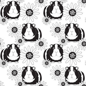 medium guinea pigs and daisies black and white