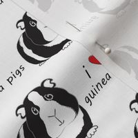 i love guinea pigs black and white