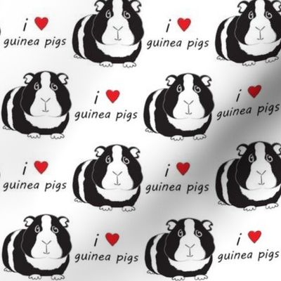 i love guinea pigs black and white