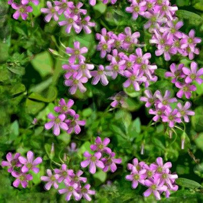 Oxalis Blossoms