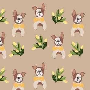 French bulldog with yellow tulip on beige
