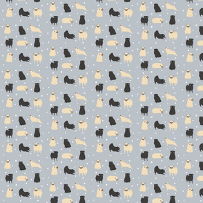 pugs on blue grey