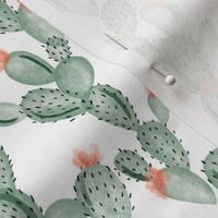 micro green paddle cactus + rose