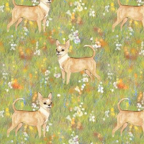 Fawn Chihuahua in Wildflower Field